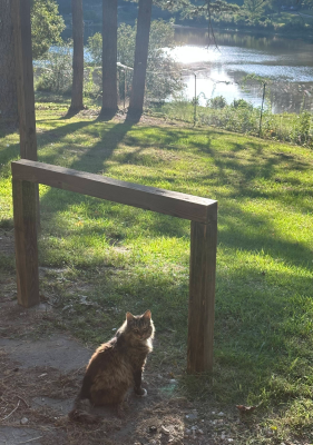 The cat sanctuary at Chara Community